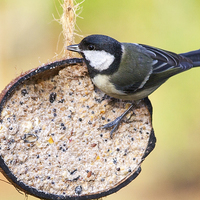 Buy canvas prints of Great Tit by Graham Prentice