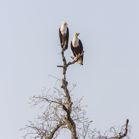 Buy canvas prints of African Fish Eagles by Graham Prentice