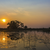 Buy canvas prints of Sunset In Okavango Delta by Graham Prentice