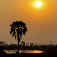 Buy canvas prints of Okavango Delta Sunset by Graham Prentice