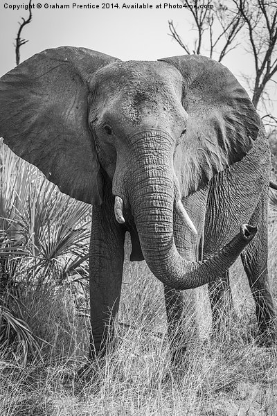 Angry African Bull Elephant Picture Board by Graham Prentice