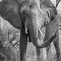 Buy canvas prints of Angry African Bull Elephant by Graham Prentice