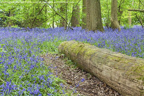 Bluebells and Log Picture Board by Graham Prentice