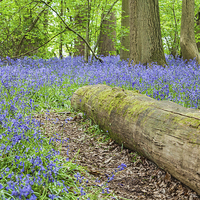 Buy canvas prints of Bluebells and Log by Graham Prentice