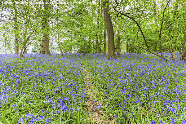 Path Through Bluebell Wood Picture Board by Graham Prentice