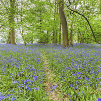 Buy canvas prints of Path Through Bluebell Wood by Graham Prentice