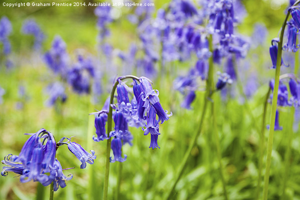 Bluebells Close Up Picture Board by Graham Prentice