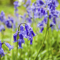 Buy canvas prints of Bluebells Close Up by Graham Prentice