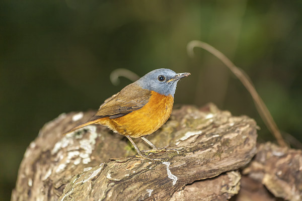 Madagascan Robin Picture Board by Graham Prentice