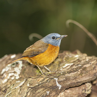 Buy canvas prints of Madagascan Robin by Graham Prentice