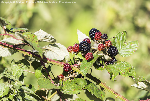Ripening Blackberries In Sunshine Picture Board by Graham Prentice