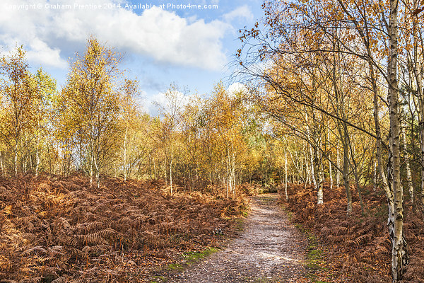 Autumn Path Picture Board by Graham Prentice