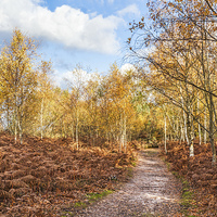 Buy canvas prints of Autumn Path by Graham Prentice