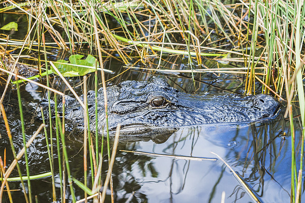 Everglades Alligator Picture Board by Graham Prentice