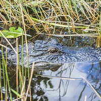Buy canvas prints of Everglades Alligator by Graham Prentice