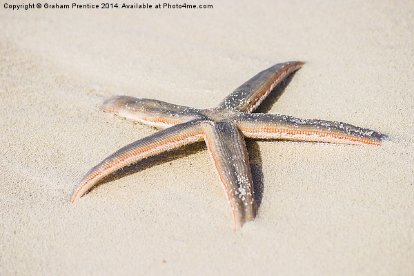 Starfish Picture Board by Graham Prentice