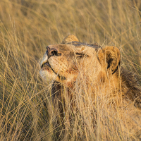 Buy canvas prints of Lioness Enjoying The Morning Sun by Graham Prentice