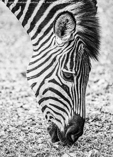 Plains Zebra Grazing Picture Board by Graham Prentice