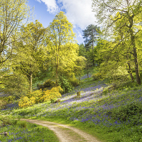 Buy canvas prints of Track Through Bluebell Woods by Graham Prentice