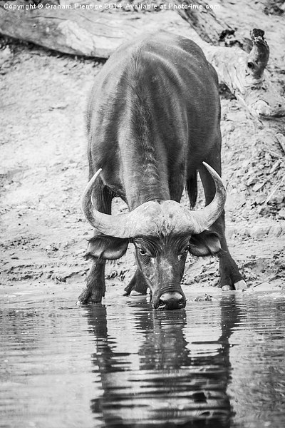 Cape Buffalo Drinking Picture Board by Graham Prentice