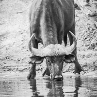 Buy canvas prints of Cape Buffalo Drinking by Graham Prentice