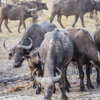 Buy canvas prints of Cape Buffalo Herd by Graham Prentice
