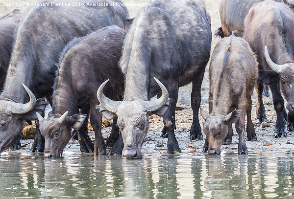 Cape Buffalo Drinking in Zambesi Picture Board by Graham Prentice