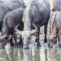Buy canvas prints of Cape Buffalo Drinking in Zambesi by Graham Prentice