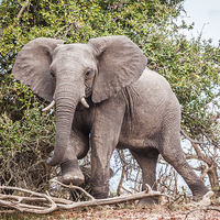 Buy canvas prints of Dominant African Elephant by Graham Prentice