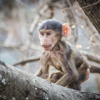 Buy canvas prints of Cute Baby Baboon by Graham Prentice