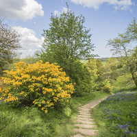 Buy canvas prints of Spring Path by Graham Prentice