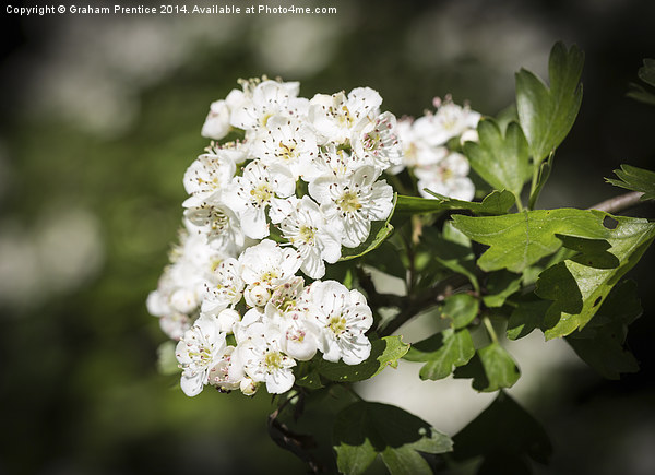 Hawthorn Flowers Picture Board by Graham Prentice