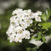 Buy canvas prints of Hawthorn Flowers by Graham Prentice