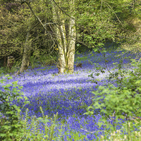 Buy canvas prints of Bluebells In Dappled Sunlight by Graham Prentice