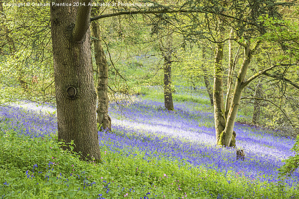 Bluebell Glade Picture Board by Graham Prentice