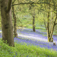 Buy canvas prints of Bluebell Glade by Graham Prentice