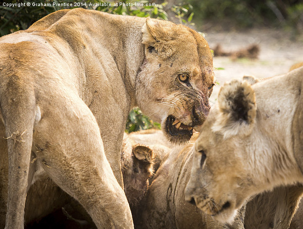Lioness Defends Her Kill Picture Board by Graham Prentice