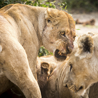 Buy canvas prints of Lioness Defends Her Kill by Graham Prentice