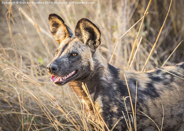 African Wild Dog Picture Board by Graham Prentice