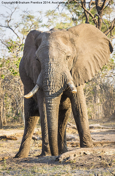 Bull African Elephant Picture Board by Graham Prentice