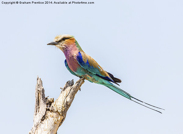 Lilac-Breasted Roller Picture Board by Graham Prentice