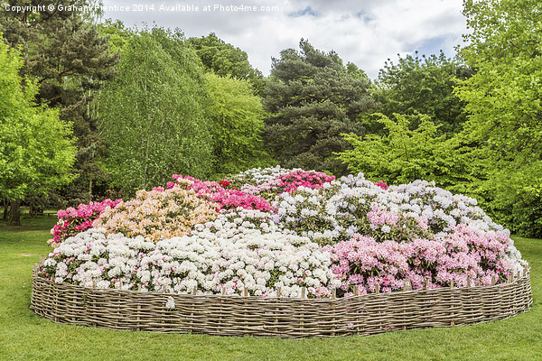 Rhododendron Flowerbed Picture Board by Graham Prentice