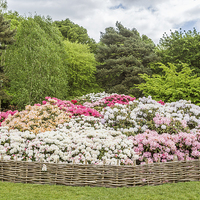 Buy canvas prints of Rhododendron Flowerbed by Graham Prentice