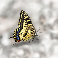 Buy canvas prints of Beautiful Swallowtail by Graham Prentice