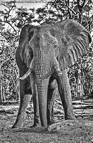 Bull African Elephant Picture Board by Graham Prentice