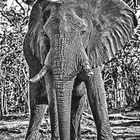 Buy canvas prints of Bull African Elephant by Graham Prentice