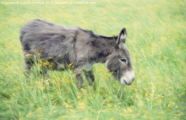 Donkey in Buttercup Field Picture Board by Graham Prentice