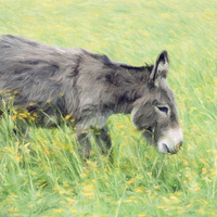 Buy canvas prints of Donkey in Buttercup Field by Graham Prentice