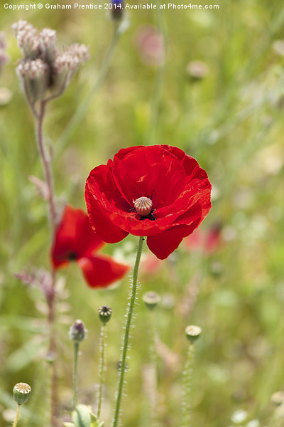 Red Poppy Picture Board by Graham Prentice