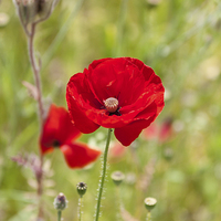 Buy canvas prints of Red Poppy by Graham Prentice